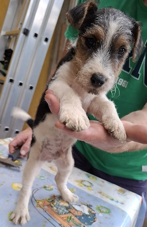 Pui foxterrier par sarmos - imagine 2