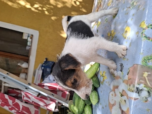 Pui foxterrier par sarmos - imagine 5