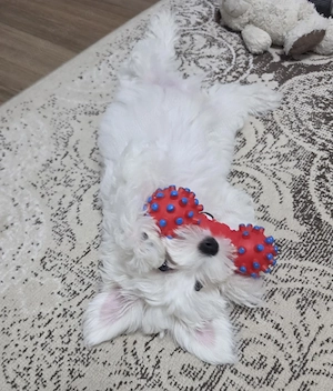 Vand pui bichon maltez - imagine 3