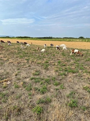 Animale de vanzare