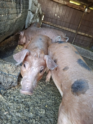 Purcei Duroc   Pietrain de vânzare - imagine 2