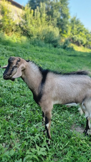 Vând țapi de rasa Anglo-nubian combinate cu Alpina Franceza - imagine 3