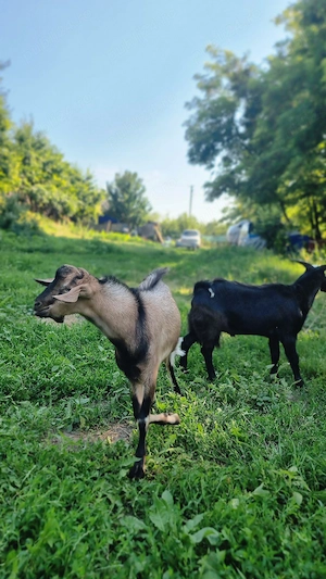 Vând țapi de rasa Anglo-nubian combinate cu Alpina Franceza