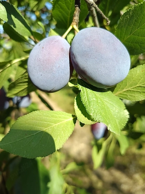 Pălincă de prune 52 grade și Țuică de prune 32 grade