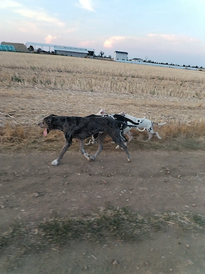 Donez Dog german  - imagine 3