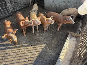 Vând purcei Duroc cu petrean ! - imagine 5