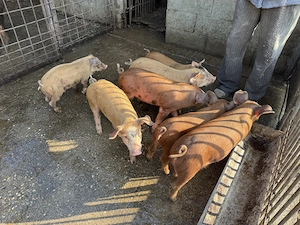 Vând purcei Duroc cu petrean ! - imagine 3