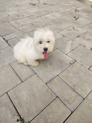 Vând 3 căței bichon maltez