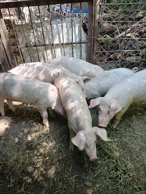 porci de vînzare - imagine 5