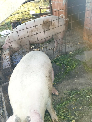 Vind 2 scrofe gestante - imagine 2