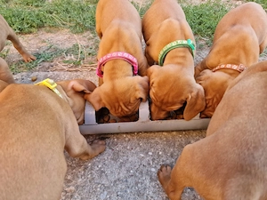Catei Vizsla Maghiara, caine de vanatoare (vijla, vizla, viszla, visla) - imagine 4