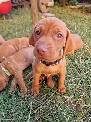 Catei Vizsla Maghiara, caine de vanatoare (vijla, vizla, viszla, visla) - imagine 3