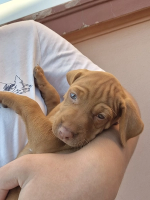 Catei Vizsla Maghiara, caine de vanatoare (vijla, vizla, viszla, visla) - imagine 5