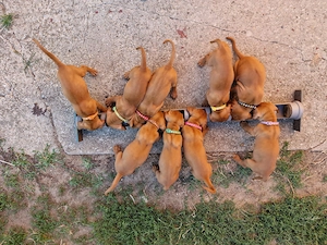 Catei Vizsla Maghiara, caine de vanatoare (vijla, vizla, viszla, visla) - imagine 2