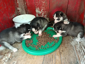 Caut stăpâni iubitori pt căței husky  - imagine 5