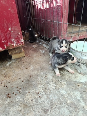 Caut stăpâni iubitori pt căței husky  - imagine 4