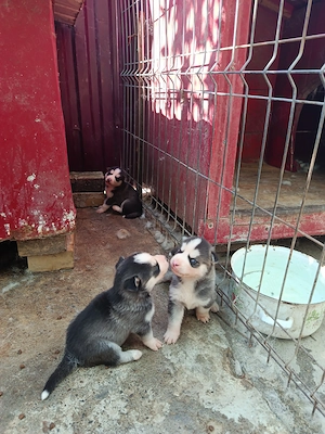 Caut stăpâni iubitori pt căței husky  - imagine 2