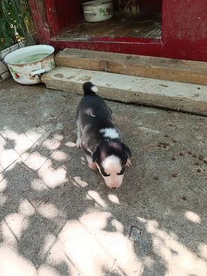 Caut stăpâni iubitori pt căței husky  - imagine 3