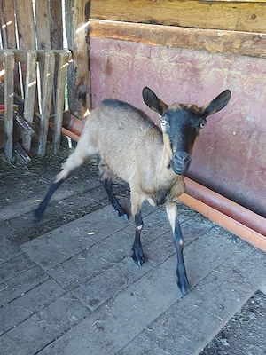 capra alpin francez si ieduta