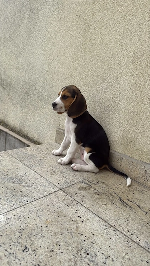 Catelusa Beagle - imagine 3