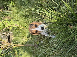 Catelusa Beagle - imagine 2