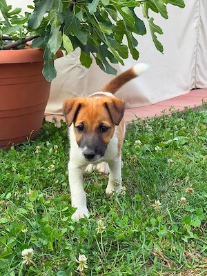 vand fox terrier - imagine 3
