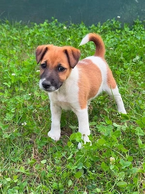 vand fox terrier - imagine 2