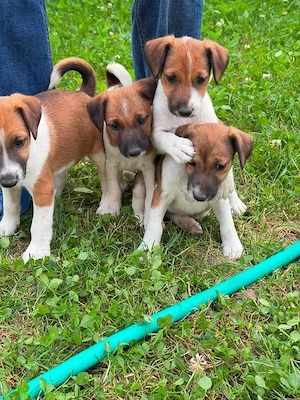 vand fox terrier - imagine 4