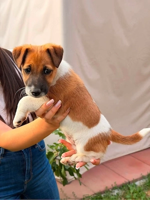 vand fox terrier - imagine 5