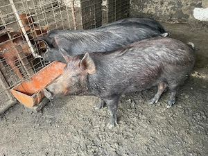 Porci si purcele mangalita cu bazna