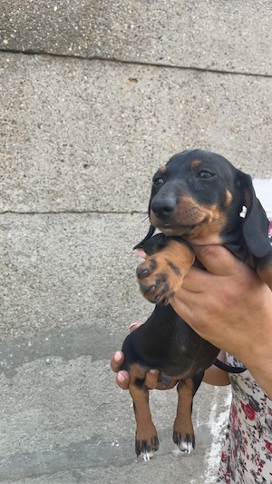 Pui Teckel (Dachshund) negru cu maro   800 lei - imagine 2