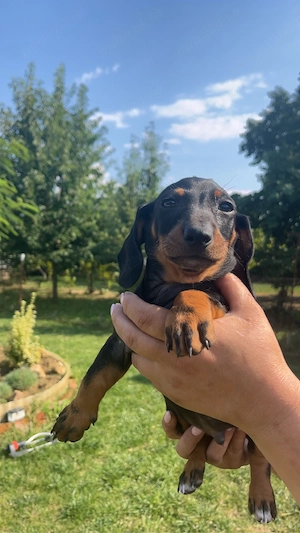 Pui Teckel (Dachshund) negru cu maro   800 lei