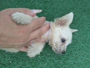 Femelă Bichon Maltez - imagine 2