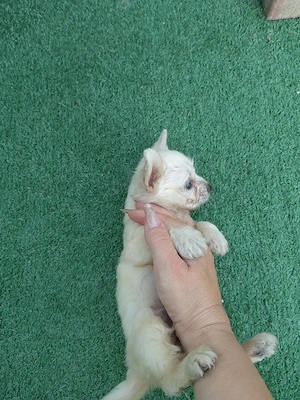 Femelă Bichon Maltez - imagine 3