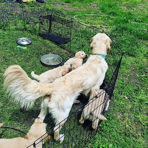 Golden retriever puiuți  - imagine 3