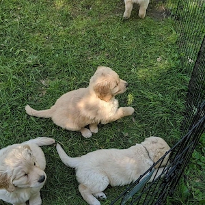 Golden retriever puiuți  - imagine 2
