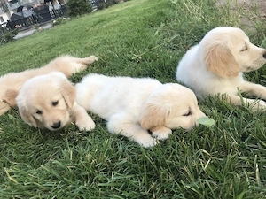 Golden retriever pui  - imagine 3
