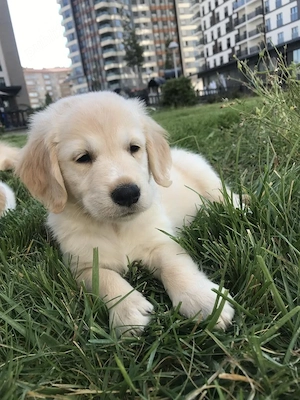 Golden retriever pui  - imagine 2