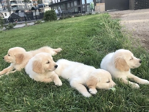 Golden retriever pui  - imagine 4