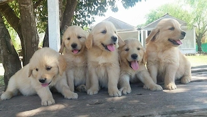 Golden retriever puiuți superbi  - imagine 2