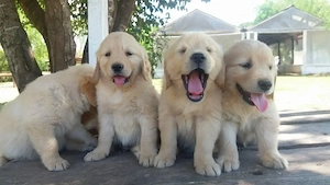 Golden retriever puiuți superbi 