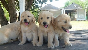Golden retriever puiuți superbi  - imagine 3