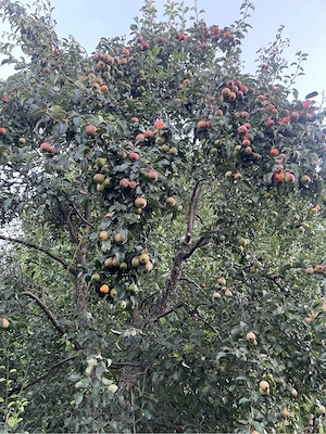 vand pere de sezon  pentru tuica, sucuri, comercializare