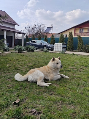 Akita Inu caut parteneră  - imagine 2
