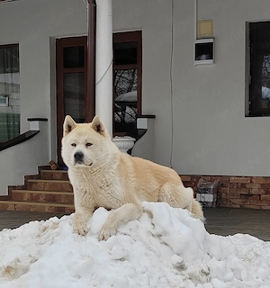 Akita Inu caut parteneră 