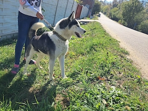 husky siberieni - imagine 2