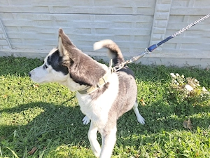 husky siberieni - imagine 5