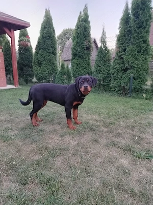 Vând femelă Rottweiler  - imagine 2