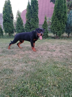 Vând femelă Rottweiler  - imagine 5