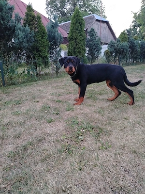 Vând femelă Rottweiler  - imagine 4